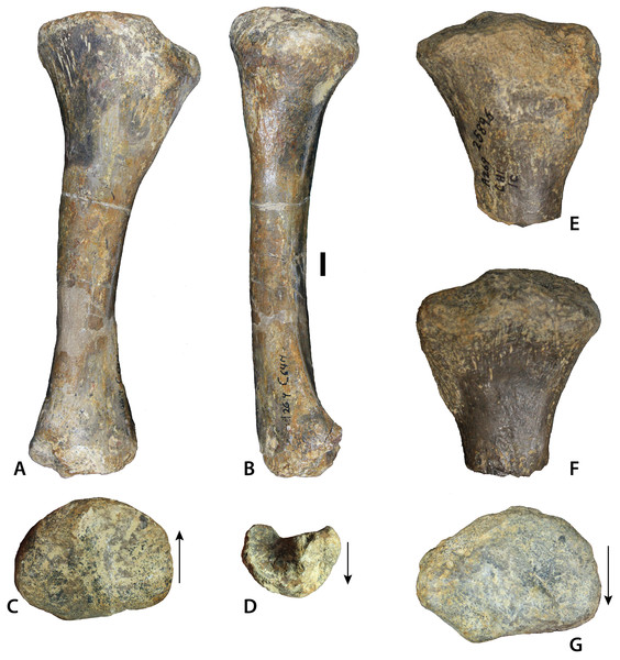 Redescription of Calyptosuchus (Stagonolepis) wellesi (Archosauria ...