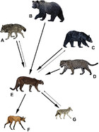 Are pumas subordinate carnivores, and does it matter? [PeerJ]