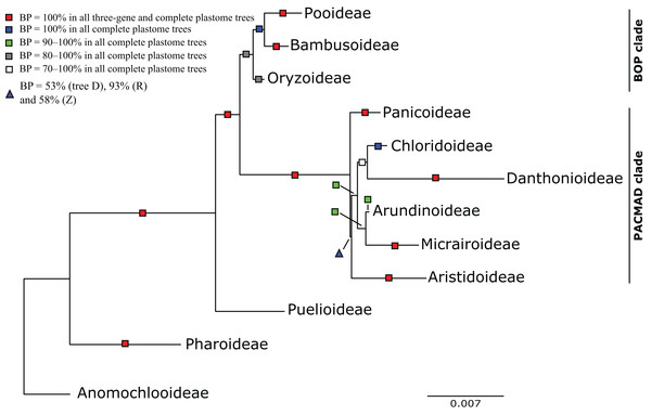 Maximum likelihood phylogram from analysis of complete plastomes excluding gapped sites and including positively selected sites (tree X) showing relationships among major lineages of Poaceae.