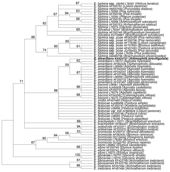 Rooted 50% majority rule consensus maximum parsimony phylogenetic tree of tubB sequences.