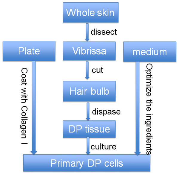 Optimized strategy for the isolation and culture of DP cells.