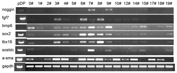 Expression pattern of the iDP6.