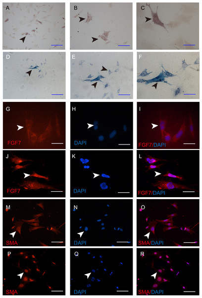 Characterization of the iDP6.