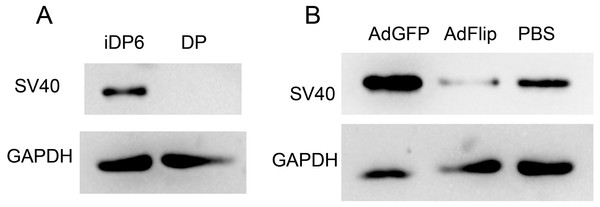 Reversible immortalization of DP cells.