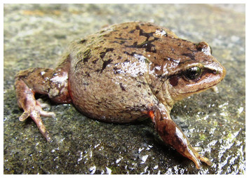 Evolutionary radiation of earless frogs in the Andes: molecular ...