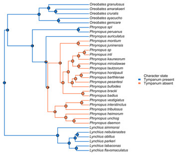 Evolutionary radiation of earless frogs in the Andes: molecular ...