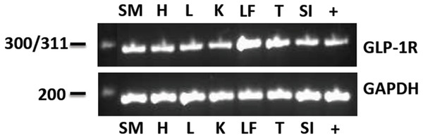 The eGLP-1R gene transcript was amplified in the pancreas (+), gluteal skeletal muscle (SM), heart (H), liver (L), kidney (K), digital lamellae of the left fore foot (LF), tongue (T) and duodenum (SI).