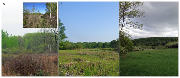 The study site before and after management and a comparable area managed under the same prescription with the same result.