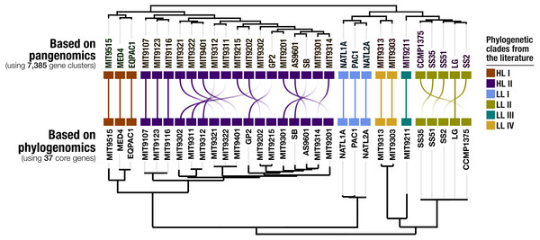 Organization of Prochlorococcus genomes based on shared gene clusters compared to phylogenomics.