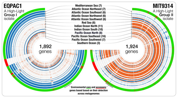 The gene-level detection of isolates from HL-I and HL-II in TARA Oceans metagenomes.
