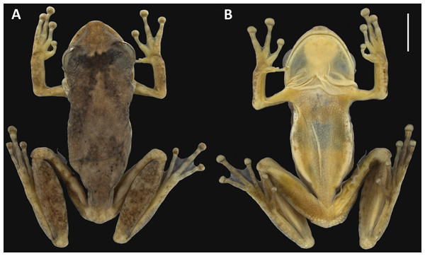 Holotype of Scinax ruberoculatus. sp. nov. INPA-H 34665.