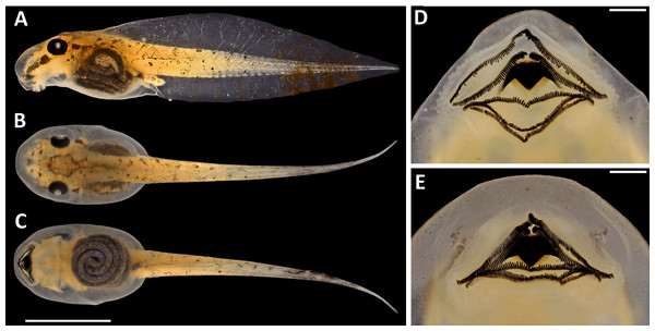 Tadpole of Scinax. ruberoculatus sp. nov. (INPA-H 35410) in developmental stage 34.