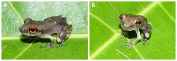 Newly metamorphosed Scinax. ruberoculatus sp. nov. (INPA-H 35412).