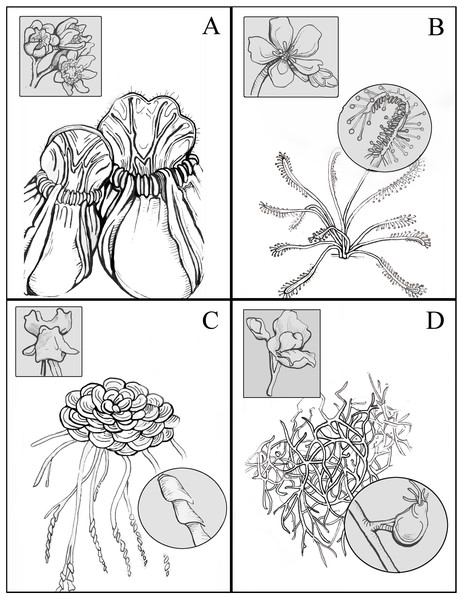 Illustrations of the carnivorous taxa included in this study.