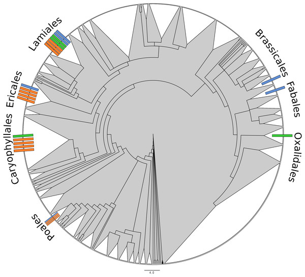 Radial phylogeny of all angiosperms, indicating the position of taxa relevant to this study.