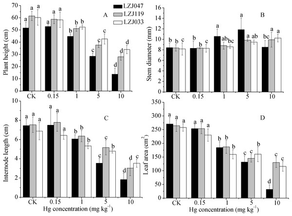 The effects of mercury stress on plant height (A), stem diameter (B), internode length (C) and leaf area (D) of LZJ047, LZJ119 and LZJ033 after six months of cultivation.