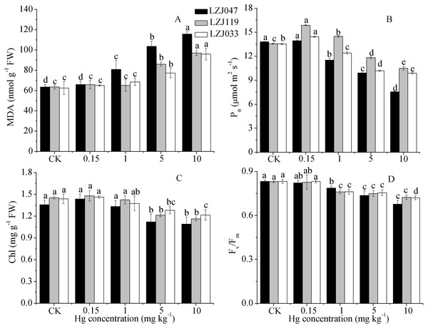 The effects of mercury stress on MDA content (A), Pn (B), chlorophyll content (C) and Fv∕Fm (D) of LZJ047, LZJ119 and LZJ033 after two months of cultivation.