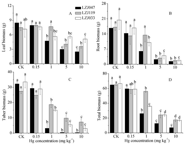 The effects of mercury stress on leaf biomass (A), root biomass (B), tuber biomass (C) and total biomass (D) of LZJ047, LZJ119 and LZJ033 after six months of cultivation.