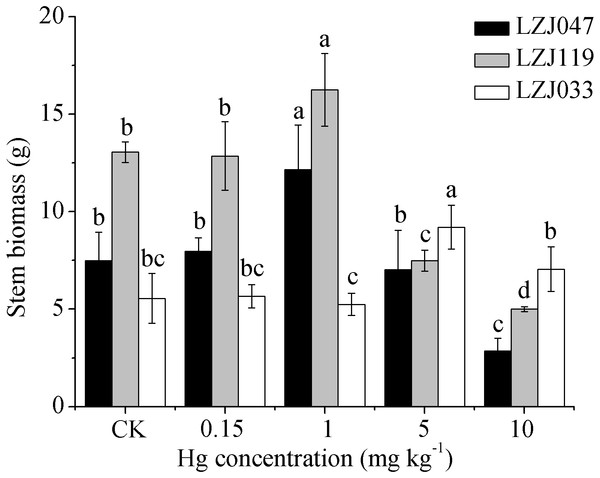 The effects of mercury stress on stem biomass of LZJ047, LZJ119 and LZJ033.