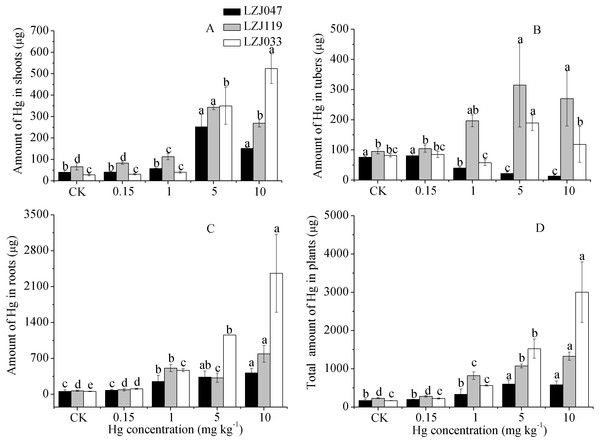The effects of mercury stress on the amounts of mercury absorbed by plants in shoot (A), tuber (B), root (C) and total organs (D) of cultivars LZJ047, LZJ119 and LZJ033.