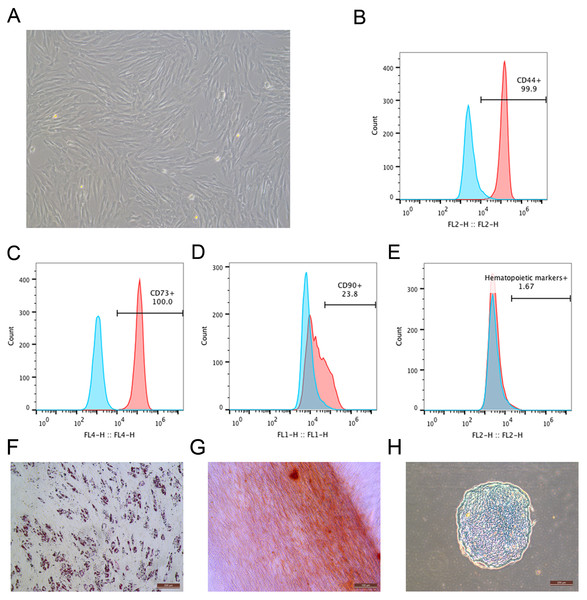 Identification of rhesus macaque bone marrow-derived MSCs.