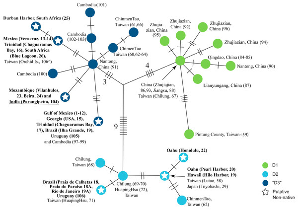 Haplotype network of clade D.