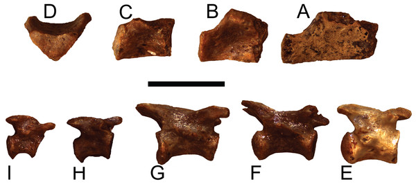 Trachemys haugrudi, holotype dorsal and caudal vertebrae (ETMNH–8549) in right lateral view.