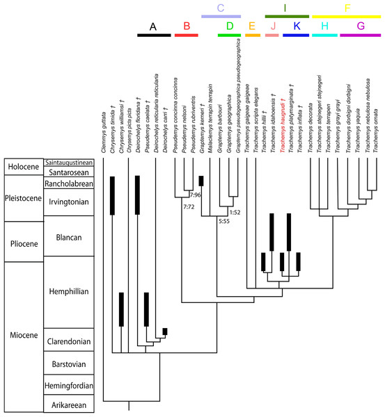 Phylogenetic relationships of deirochelyine emydids supported by this study based on morphologic data constrained by a molecular backbone.
