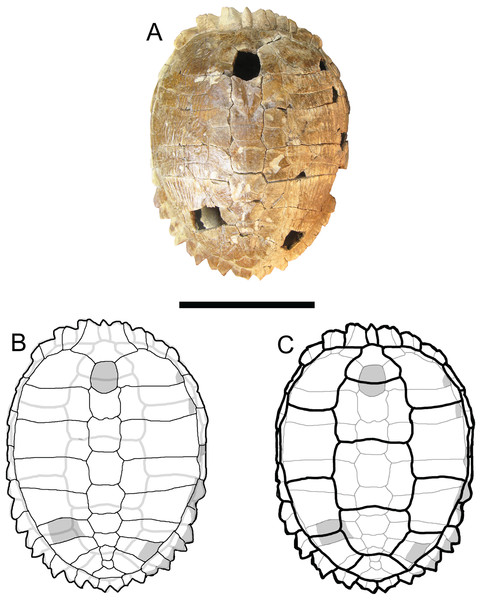 Trachemys haugrudi, holotype shell (ETMNH–8549).