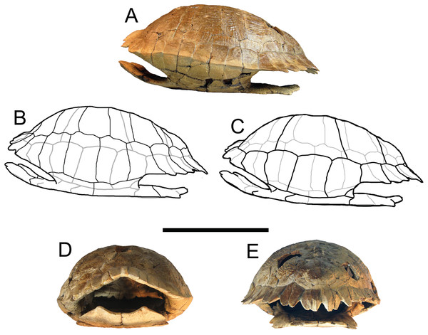 Trachemys haugrudi, holotype shell (ETMNH–8549).
