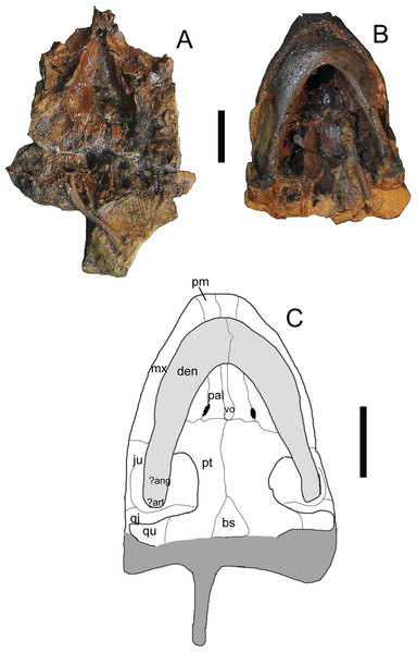 Trachemys haugrudi, paratype skull (ETMNH–3562) in ventral view.