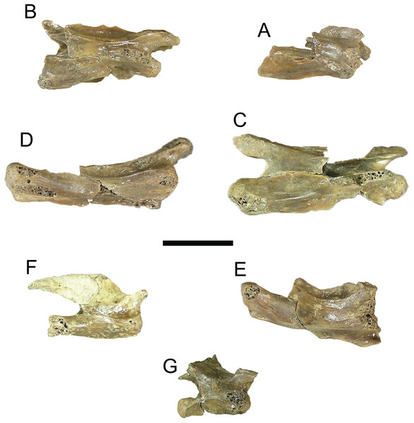 Trachemys haugrudi, cervical vertebrae in right lateral view.