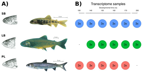 The phenotypically distinct sympatric Arctic charr and the experimental set-up.