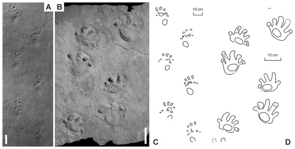 “Baropus hainesi” (Carman, 1927) (A, C) and “Megabaropus hainesi” (Baird, 1952) (B, D) from the Late Carboniferous Monongahela Group (Haine’s Farm locality, Ohio, USA).