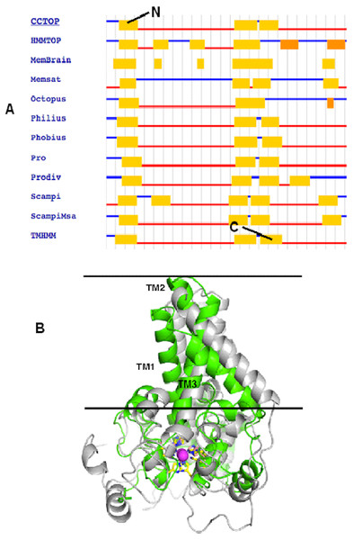 The TM topology as derived from CCTOP prediction (A). Superimposed three dimensional model structures of Pseudomonas sp. AMS8 Δ9-fatty acid desaturase (green) and the template from the crystal structure of mouse stearoyl-coenzyme A desaturase (4YMK) shown in grey (B).