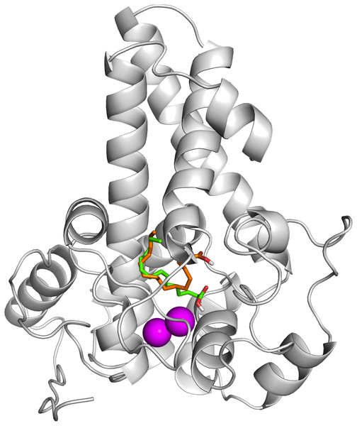 Superpose of ligand binding mode on the target site of the model structure.