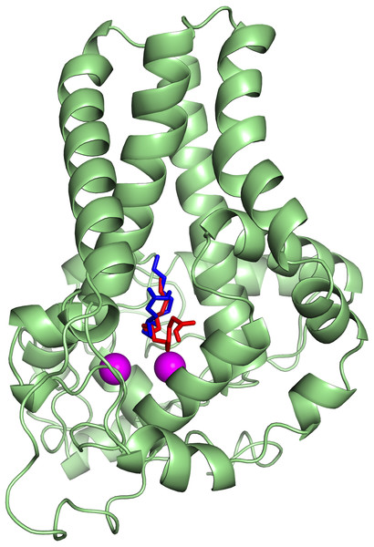 Superpose of the palmitate binding mode on the active site of the template (PDB ID: 4YMK) in the presence (red) and absence of di-iron (blue).