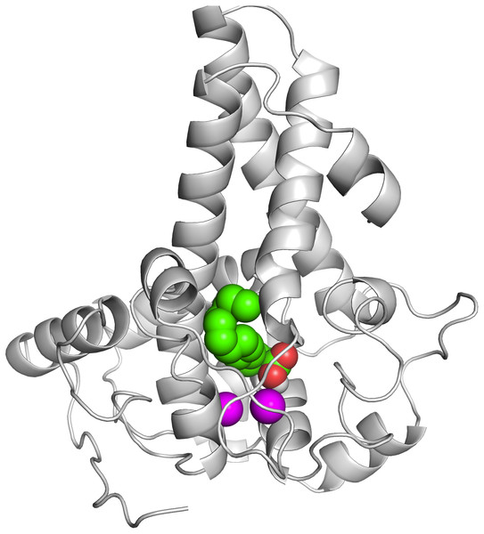 The docked palmitate on the active site of the model structure in the presence of di-iron.