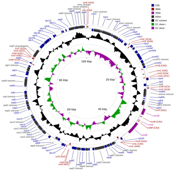 Mitogenome map of Mielichhoferia elongata (MF417767) consisting of 100,342 base pairs.