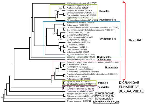 Bayesian phylogenetic tree of 40 Bryophyta species constructed for 33 mitochondrial protein coding sequences.