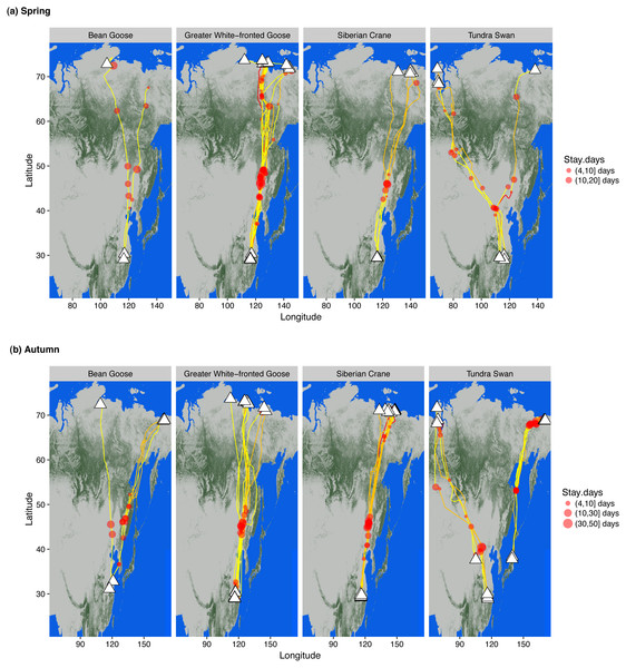 Wintering, staging and summering sites of bean and greater white-fronted geese, Siberian crane and tundra swan in (A) spring and (B) autumn.