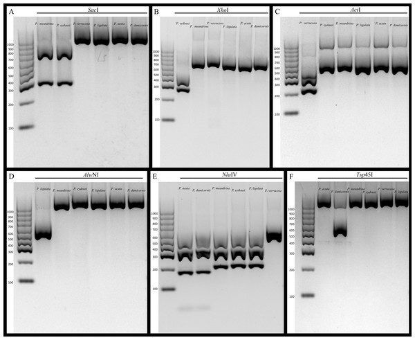 Gel images of amplicons digested with restriction enzymes.
