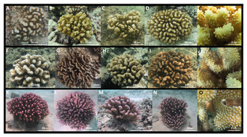 A simple molecular technique for distinguishing species reveals ...