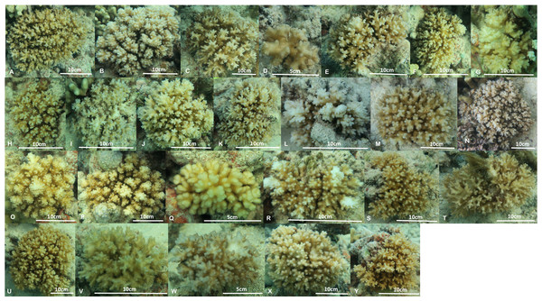 Images of the 25 colonies of Pocillopora acuta and P. damicornis collected from Kāne‘ohe Bay, O‘ahu.