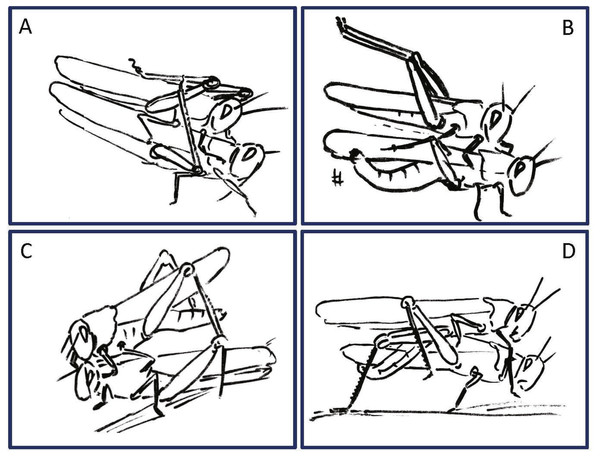 Examples of female rejection behaviors and male responses during the second point of mate choice (second traffic light in the ethogram in Fig. 3).