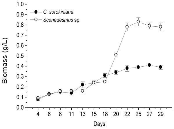 Biomass production time-course by Chlorella sorokiniana and Scenedesmus sp. isolates.
