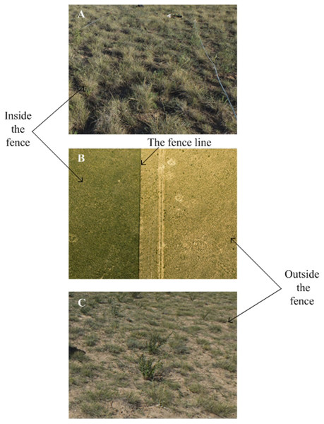 The landscape of study sites (The middle picture was taken using Unmanned aerial vehicle (DJIS1000 + Canon 5D Mark III)).