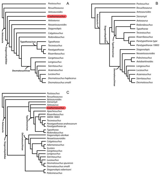 Comparison of recent phylogenetic analyses of Aetosauria.