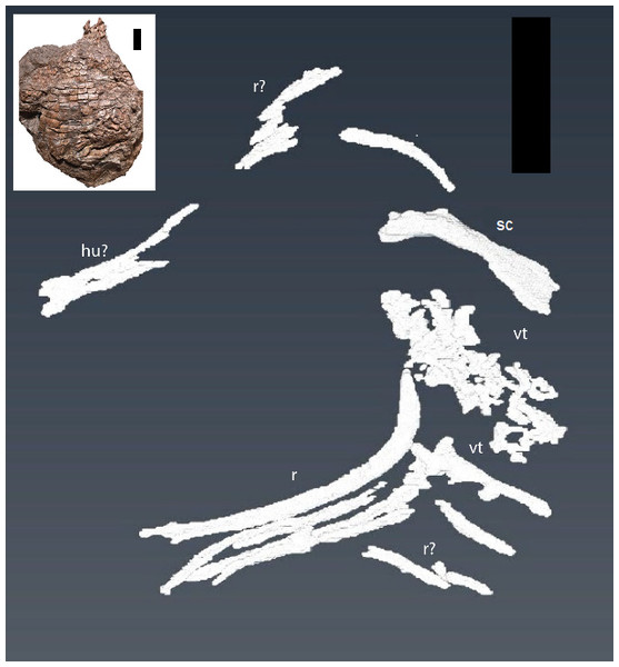 CT reconstruction of internal skeleton with coarser scan (1 mm).
