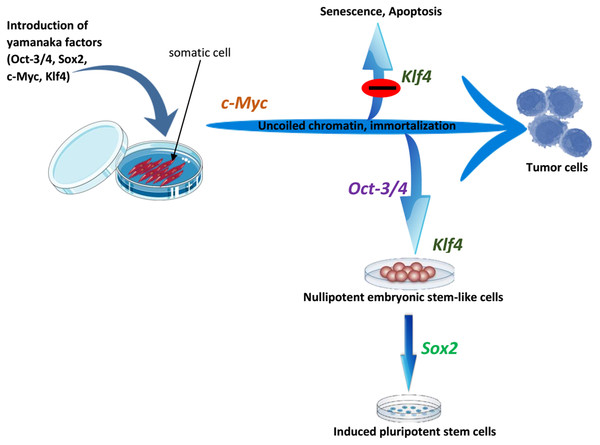 The roles of OSKM factors in the induction of iPSCs.